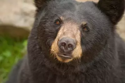 black bear in Gatlinburg