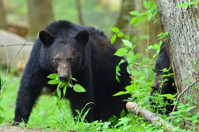 black bear in cades cove