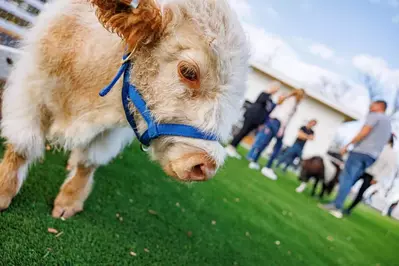 miniature cow at skyland ranch in sevierville