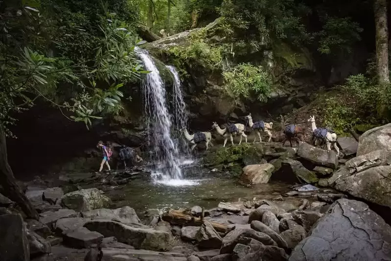 Grotto Falls hike with llamas