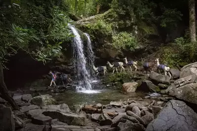 Grotto Falls hike with llamas