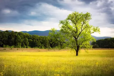 Tree in Cades Cove on a cloudy day