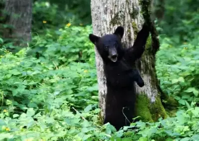 bear in cades cove