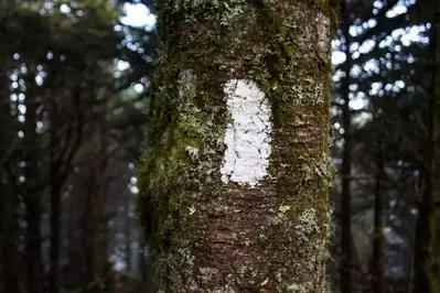 blaze on the appalachian trail