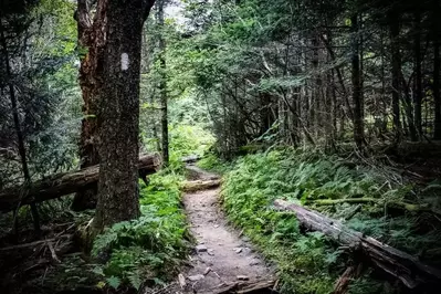 the appalachian trail in the smoky mountains