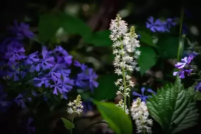 spring wildflowers in the smoky mountains