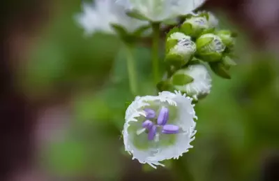 fringed phaclia in the smoky mountains