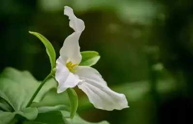 trillium in the smoky mountains