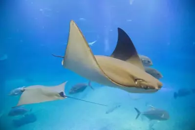 Stingray and fish in an aquarium.