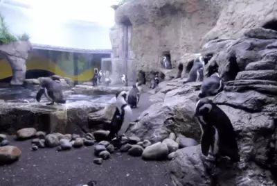 The Penguin Playhouse at the Gatlinburg aquarium.