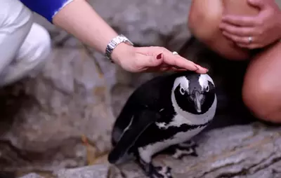 A woman petting a penguin at Ripley's Aquarium in Gatlinburg.