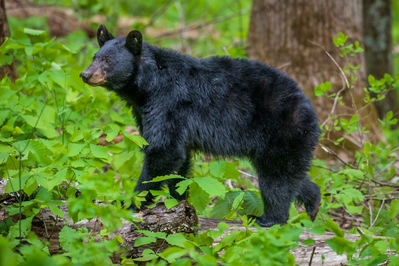 bear in smokies